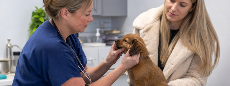 Puppy & Kitten Health Checks Explained