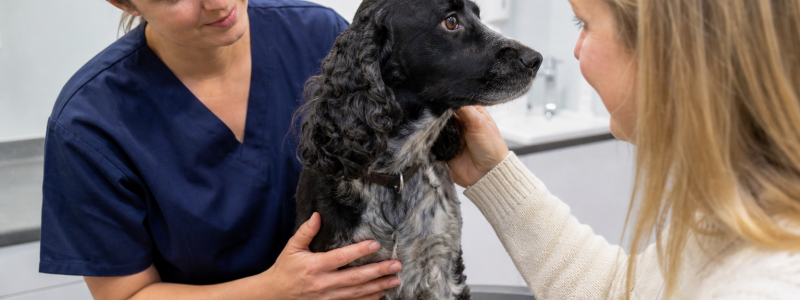 Where to Find Mayow Vets