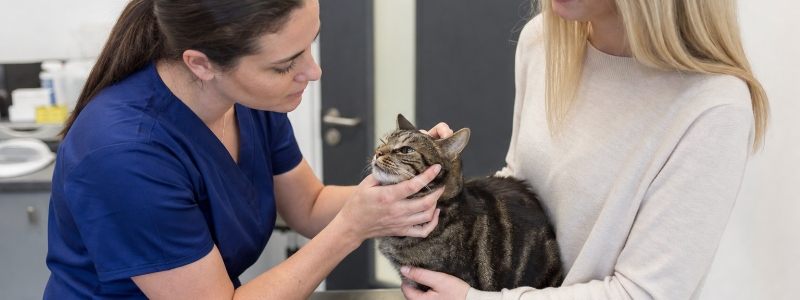 Keeping Cats Safe in Sydenham Homes