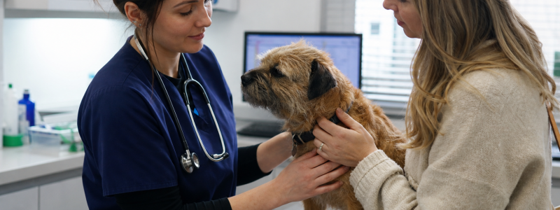 Why Local Pet Owners Trust Mayow Vets