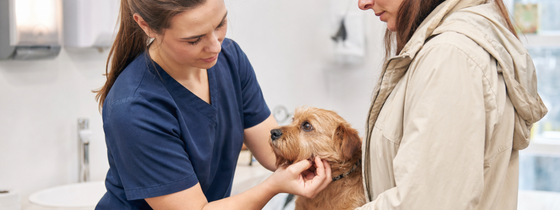 How 0% Finance Helps Pet Owners in Lewisham