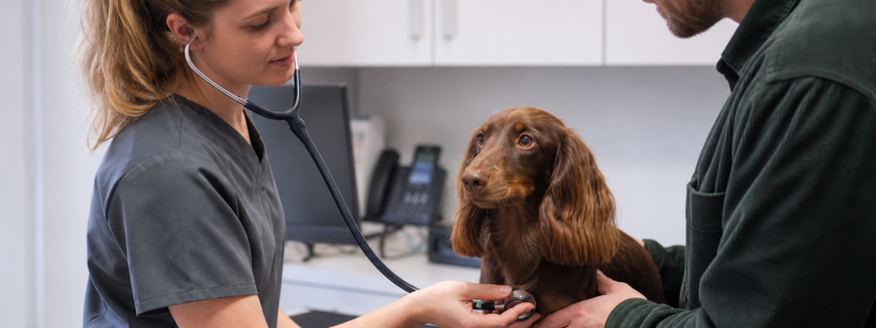 Emergency Vet Care in South East London: What You Need to Know
