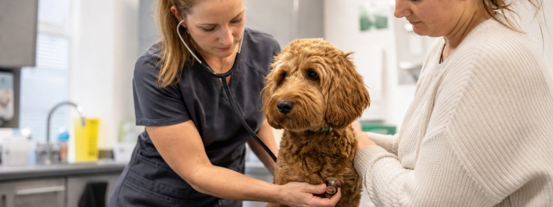 What Services Do Mayow Vets Offer?