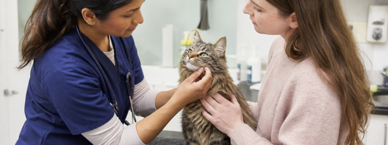 How to Keep Your Pet Healthy in Sydenham