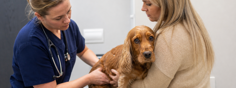When Does Your Pet Need Surgery?